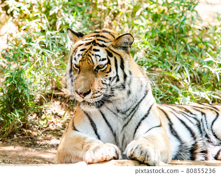 Tiger lying down and relaxing Tiger lying down and relaxing 80855236