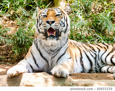 Tiger lying down and relaxing 80855259