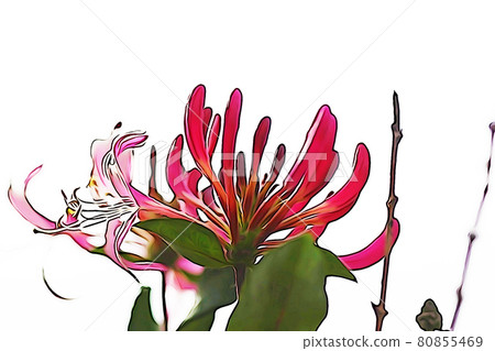 Pastel style "honeysuckle" illustration image Pastel style "honeysuckle" illustration image 80855469