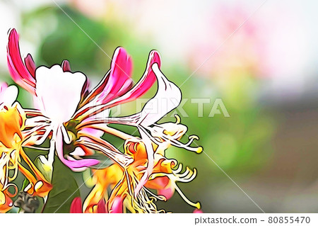 Pastel style "honeysuckle" illustration image Pastel style "honeysuckle" illustration image 80855470