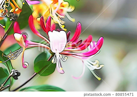 Pastel style "honeysuckle" illustration image 80855471