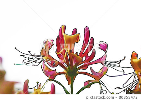 Pastel style "honeysuckle" illustration image 80855472