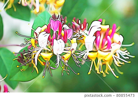 Pastel style "honeysuckle" illustration image 80855473