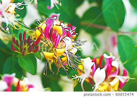 Pastel style "honeysuckle" illustration image 80855474