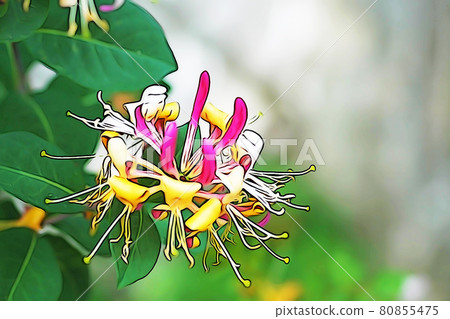 Pastel style "honeysuckle" illustration image 80855475