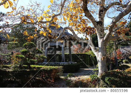 濱松市北區稻佐町伊平長光寺的初冬 濱松市北區稻佐町伊平長光寺的初冬 80855596