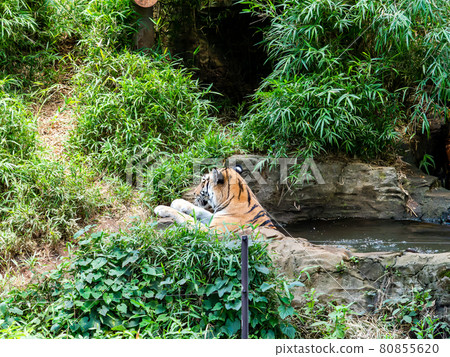 Tiger bathing 80855620