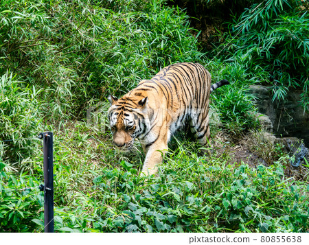 Tiger walking standing Tiger walking standing 80855638