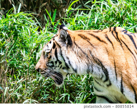 老虎站著走 老虎站著走 80855814