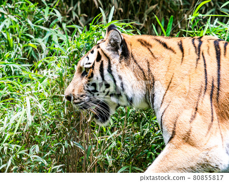 Tiger walking standing 80855817