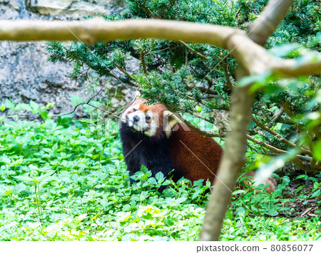 小熊貓吃 80856077