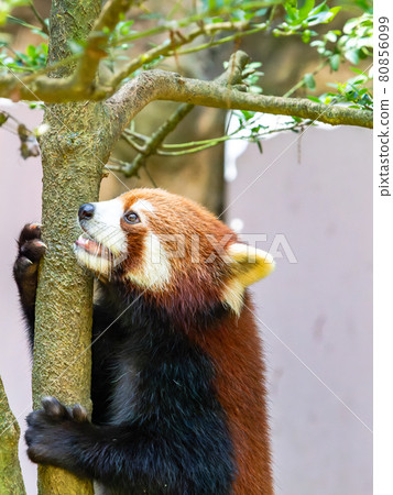小熊貓爬樹 80856099