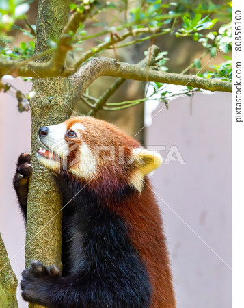 小熊貓爬樹 80856100