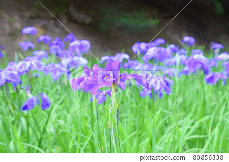 Ibaraki Iris in Mawatari Haniwa Park 80856338