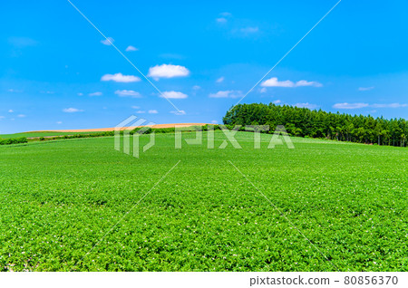 Asahikawa City, Hokkaido Summer scenery of the real hill Asahikawa City, Hokkaido Summer scenery of the real hill 80856370