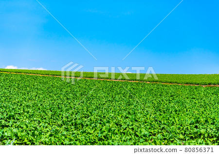 北海道旭川市真山的夏日風光 80856371