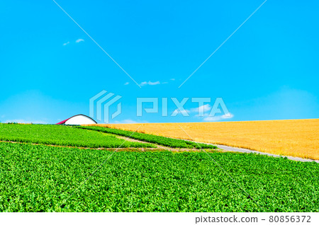 北海道旭川市真山的夏日風光 北海道旭川市真山的夏日風光 80856372