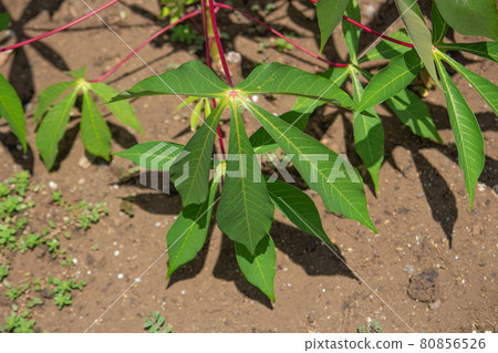 Cassava (scientific name: Manihot esculenta, English: cassava), raw material for tapioca 80856526