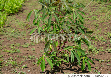Cassava (scientific name: Manihot esculenta, English: cassava), raw material for tapioca 80856527