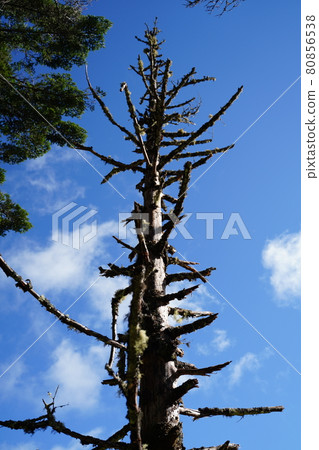 Dead tree Dead tree 80856538