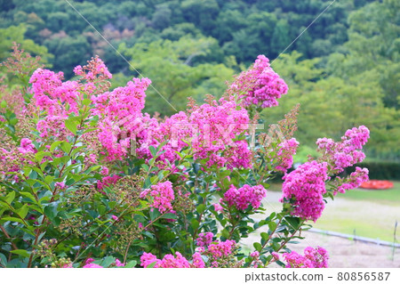 Issai sulpeberry flowers 80856587