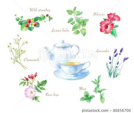 Watercolor illustrations of various tea herbs. Chamomile, rose hips, mint, lavender, hibiscus, etc. 80856700