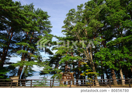 秋田縣早晨的田澤湖松樹 秋田縣早晨的田澤湖松樹 80856780