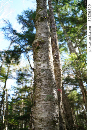 Image of nature Image of nature 80856809