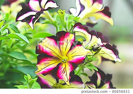 Pastel style "Petunia" illustration image 80856831