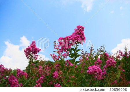 Issai sulpeberry flowers 80856908