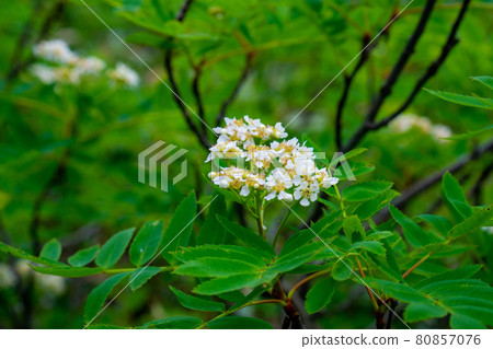 Sorbus matsumura flower 80857076