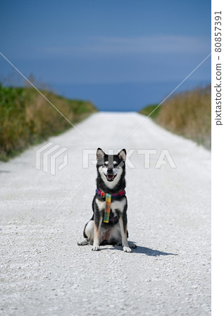 Kuroshiba on the white road, Hokkaido in summer Kuroshiba on the white road, Hokkaido in summer 80857391