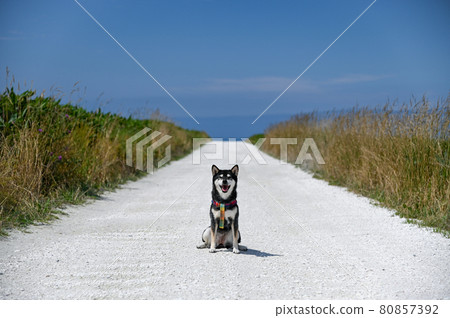 Kuroshiba on the white road, Hokkaido in summer 80857392
