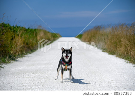 Kuroshiba on the white road, Hokkaido in summer Kuroshiba on the white road, Hokkaido in summer 80857393