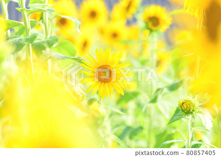 Sunflower field sunflower Sunflower field sunflower 80857405