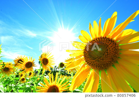 Sun and Sunflower 80857406