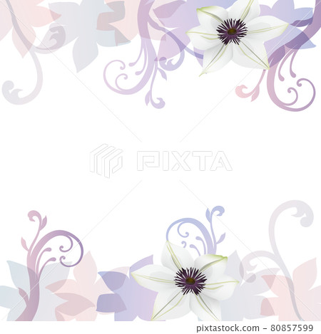 Clematis flower illustration background 80857599