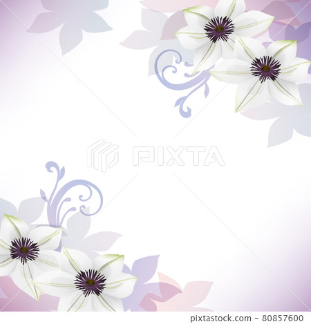 鐵線蓮屬花例證背景 鐵線蓮屬花例證背景 80857600