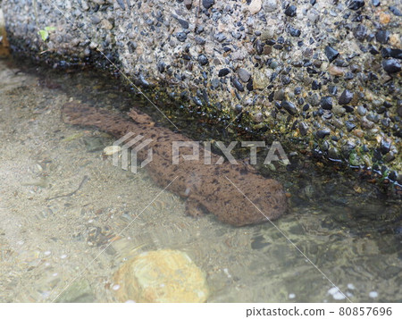 Wild giant salamander 80857696