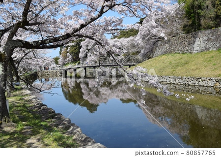 Hikone Castle of Sakura Hikone Castle of Sakura 80857765