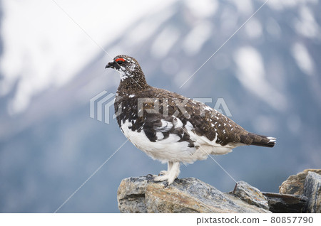 松雞的男性 松雞的男性 80857790