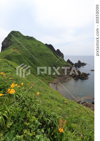 新潟佐渡小野龜 新潟佐渡小野龜 80858099
