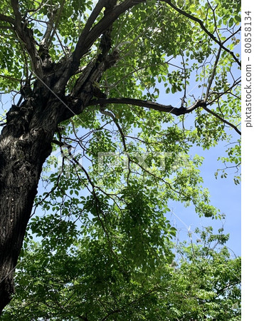 Blue sky and big tree Blue sky and big tree 80858134