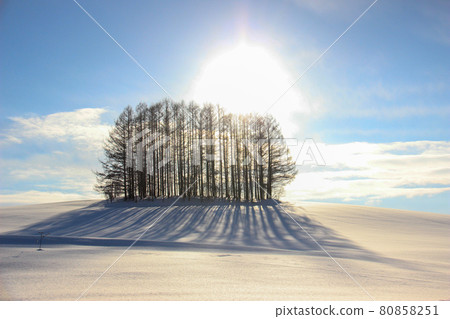 Snow Hill and Larch forest Snow Hill and Larch forest 80858251