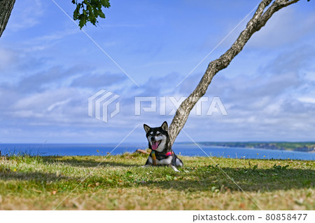 Shosambetsu Misakidai Park Kuroshiba Summer 北海道 Shosambetsu Misakidai Park Kuroshiba Summer 北海道 80858477