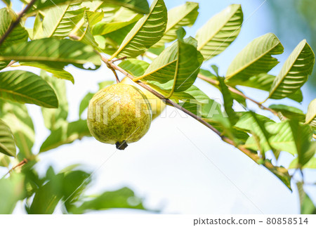 Ripe tropical fruit guava on guava tree 80858514