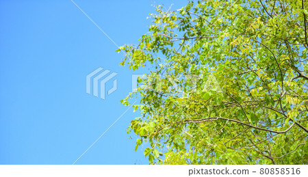 branch tree, green leaf on blue sky background in tropical forest. 80858516