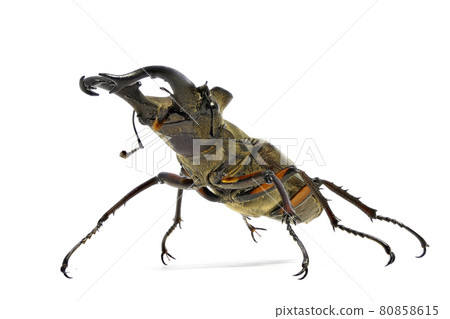 [Stag beetle] (depth synthesis) 80858615