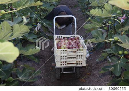 Fig harvest 80860255