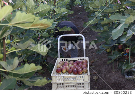 Fig harvest 80860258